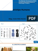 s3 - PPT - Cariotipo Humano