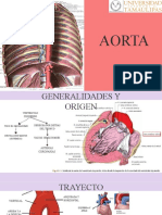 Aorta - Anatomía Humana