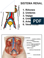 Riñon y Linfatico