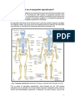 4.E Apendicular