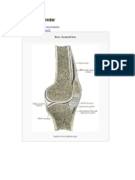 Sesamoid Bone: Jump To