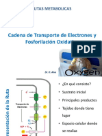 04 Cadena de Transporte de Electrones y Fosforilación Oxidativa