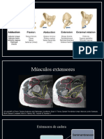 Músculos Extensores de La Cadera