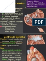 Corazón Conformación Interna