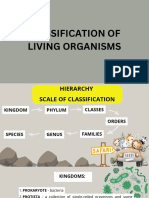 Animal Kingdom Classification