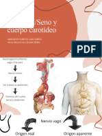 Nervio XSeno y Cuerpo Carotídeo