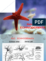 Semana 8 Zoologia General