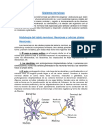 Sistema Nervioso-Unidad 3