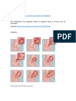 Ciclo Del Embarazo 8