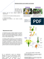 Clase 3 Reproducción Sexual y Asexual de Las Plantas Cultivadas