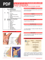 Week 2 - Breast, Pelvis, and Fetal Skull