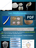 CHAPITRE 7. Les Mollusques