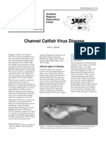 Channel Catfish Virus Disease