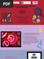 Meiosis, Mitosis y Citocinesis 2