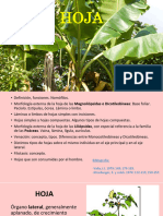 Hoja 1 Botánica Alimentaria 2023