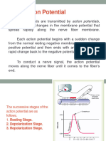 Nerve Action Potential