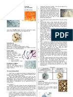 Microbio Lab 9,10,11,12 & Review