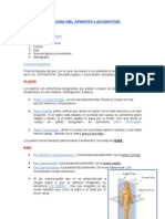 Anatomia Del Aparato Locomotor - Articulaciones, Ejes y Planos