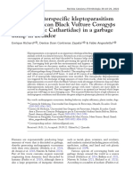 Intra - and Interspecific Kleptoparasitism in The American Black Vulture Coragyps Atratus (Aves: Cathartidae) in A Garbage Dump in Ecuador