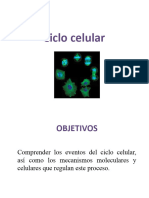 UA Ciclo Celular, Mitosis