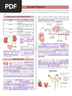 5° Sistema Urinário
