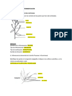 Tipos Inflorescencias