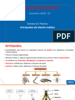 Semana 15 Artrópodos1