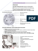 07 Structure Cellules