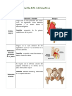 Musculos de La Cintura Pélvica