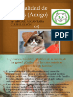 Especialidad de Felinos (Amigo)