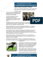 Entrenamiento Canino para Perros Guardián