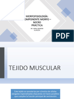 Tejido Muscular (