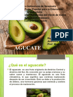 Aguacate