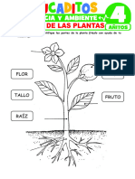 Pates de Las Plantas para Ninos de 4 Anos