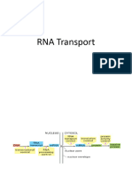 4 RNA Transport