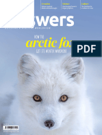 Arctic Fox