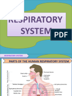 Respiratory System