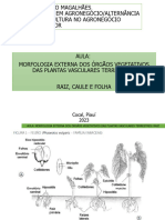 Aula RAIZ-Morfologia Externa Das Plantas