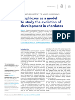 Amphioxus As A Model To Study The Evolution of Dev