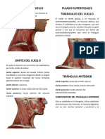 Anatomía Del Cuello