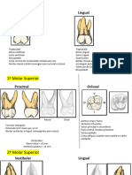 Anatomia Molares - 231115 - 234709