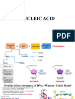 Lecture 10 Nucleic Acid