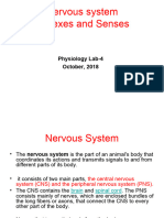 Nervous System Reflexes and Senses: Physiology Lab-4 October, 2018