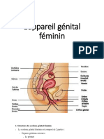 Lappareil Génital Féminin Et Masculin