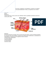 Modulo 4, Clase 1 La Piel