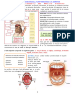 Anatomia y Fisiologia Aparato Digestivo 3 A 2023