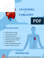 Anatomia Del Corazón