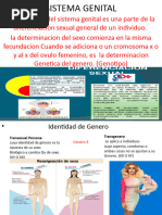 Sistema Genital