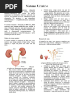 Sistema Urinário: Ureteres, Uma Bexiga Urinária e Uma Uretra. A