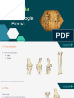 Tibia, Peroné